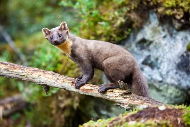 What do you dream about Marten?