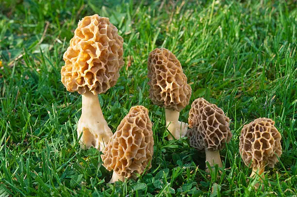 What do you dream about Morels?