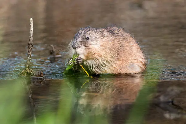 What do you dream about Muskrat?