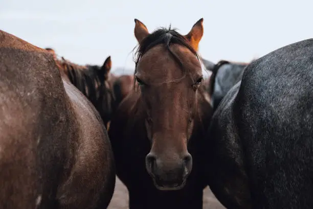 What do you dream about Mustang?