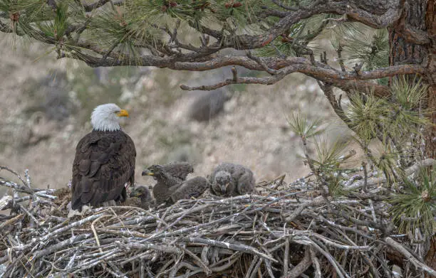 What do you dream about Nest?