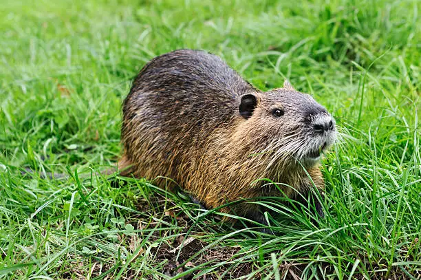 What do you dream about Nutria?