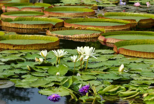 What do you dream about Nymphaea?