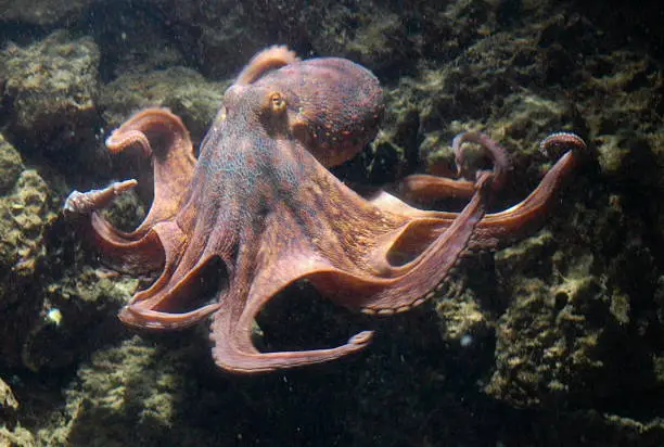 What do you dream about Octopus?