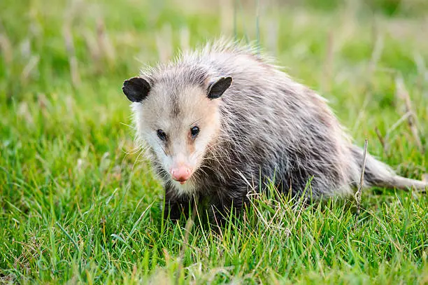 What do you dream about Opossum?