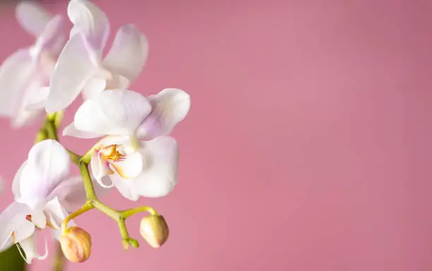 What do you dream about Orchid?