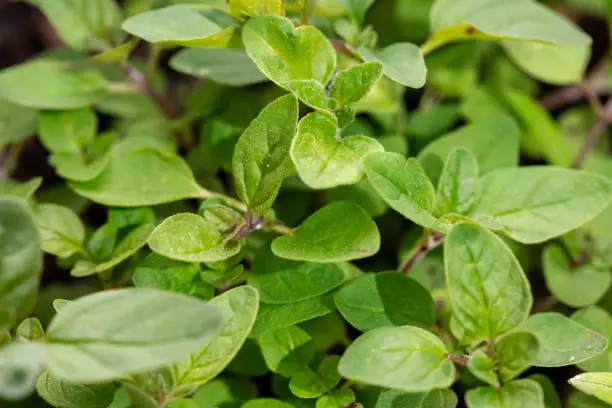 What do you dream about Oregano?