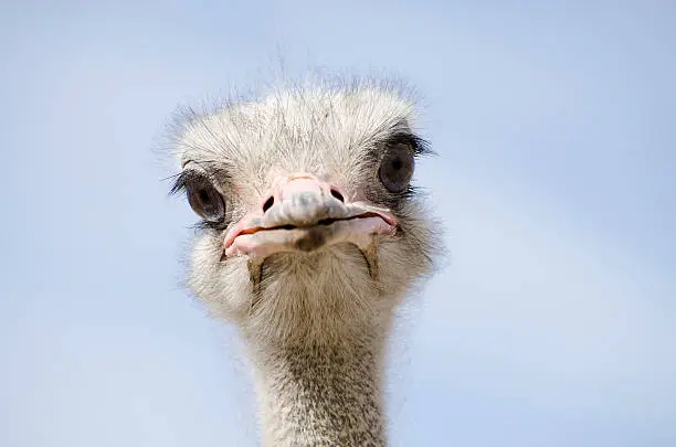 What do you dream about Ostrich?