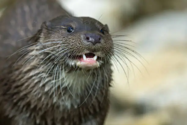 What do you dream about Otter?