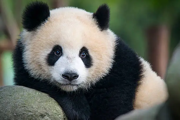 What do you dream about Panda?