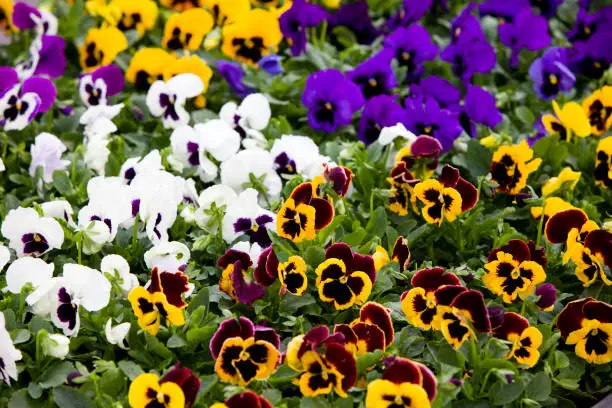 What do you dream about Pansies?