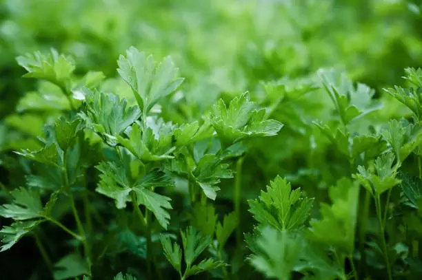 What do you dream about Parsley?