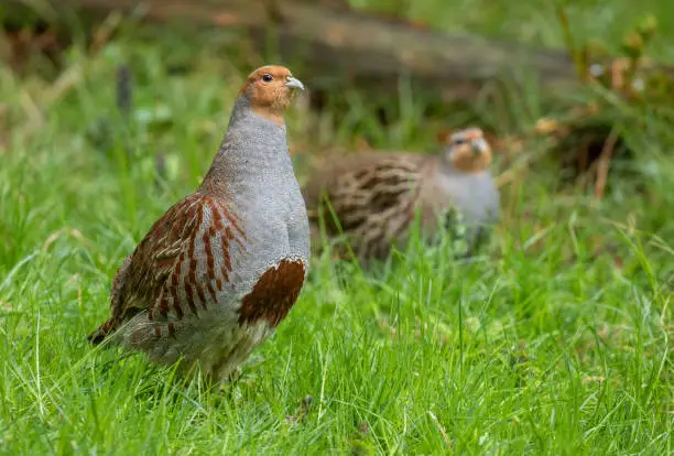 What do you dream about Partridge?