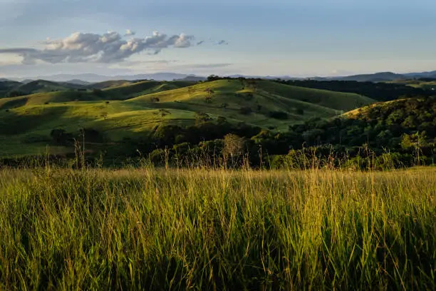 What do you dream about Pasture?