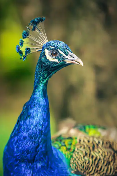 What do you dream about Peacock?