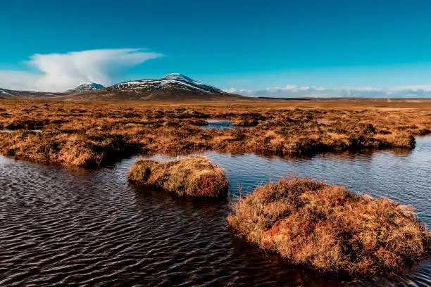 What do you dream about Peat?