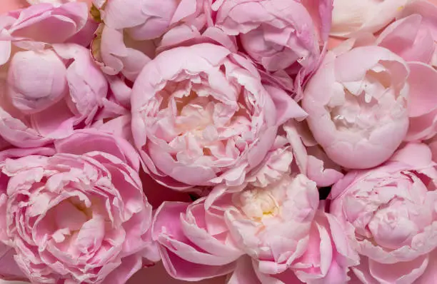 What do you dream about Peony?