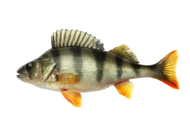 What do you dream about Perch?