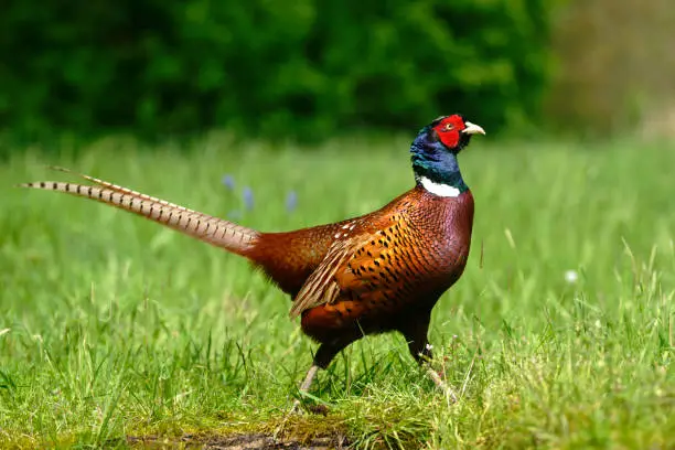 What do you dream about Pheasant?