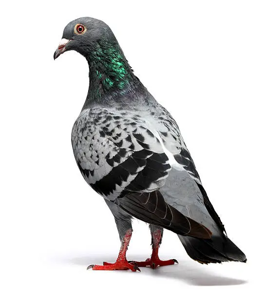 What do you dream about Pigeon?