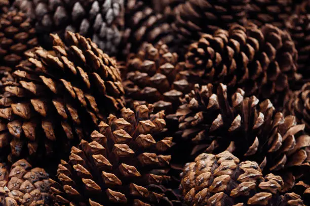 What do you dream about Pinecones?