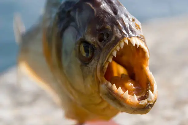 What do you dream about Piranha?