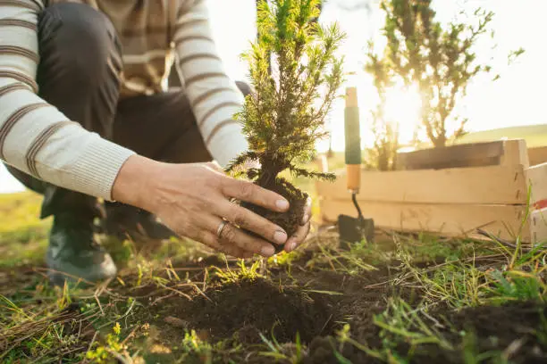 What do you dream about Planting?