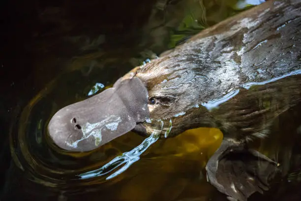 What do you dream about Platypus?