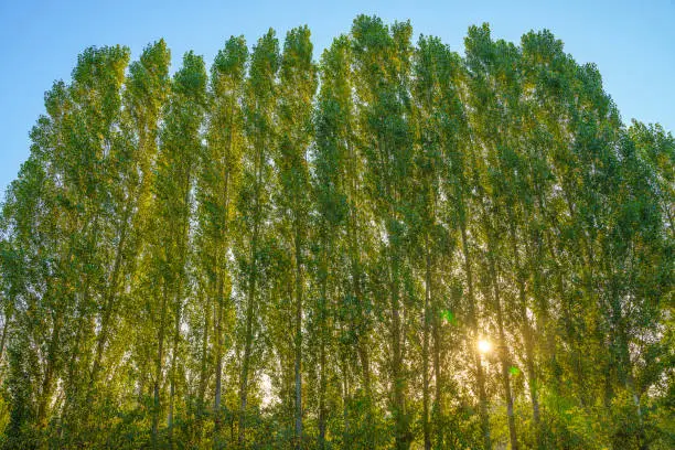 What do you dream about Poplar?