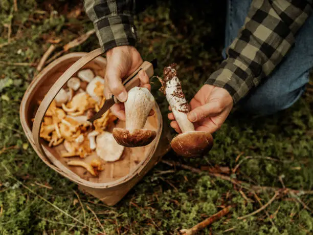 What do you dream about Porcini?