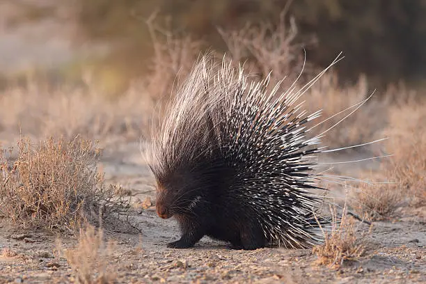 What do you dream about Porcupine?