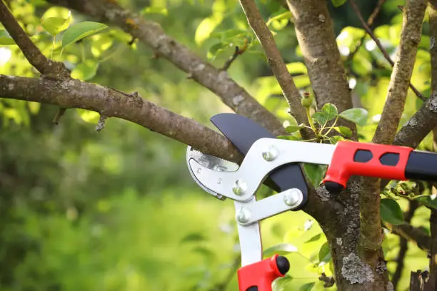 What do you dream about Pruning?