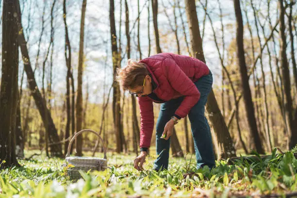 What do you dream about Ramsons?