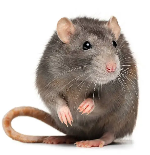 What do you dream about Rat?