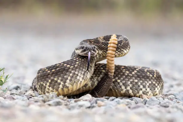 What do you dream about Rattlesnake?