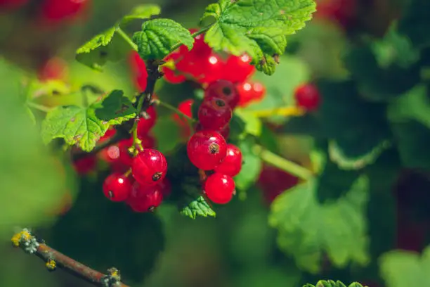 What do you dream about Redcurrant?