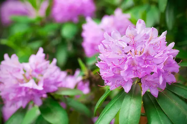 What do you dream about Rhododendron?