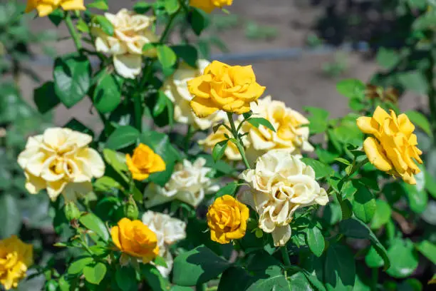 What do you dream about Rosebush?