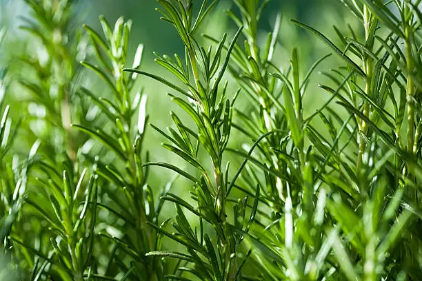 What do you dream about Rosemary?