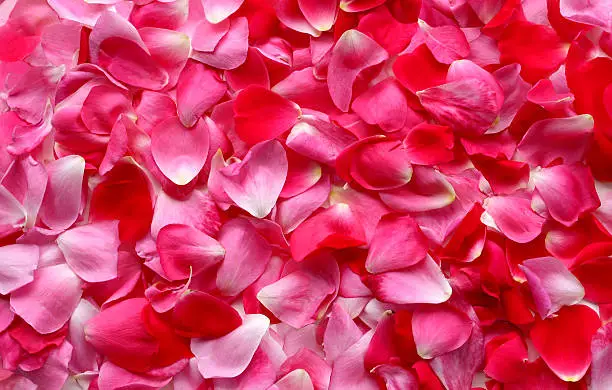 What do you dream about Rosepetals?