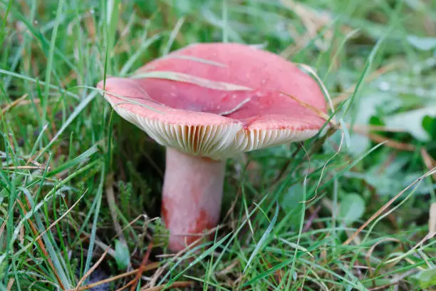 What do you dream about Russula?