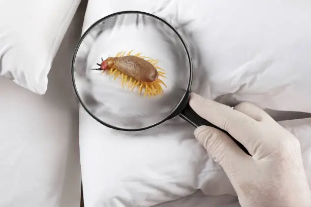 What do you dream about Scabies?