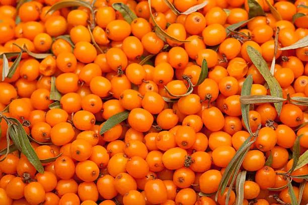 What do you dream about Sea-buckthorn?