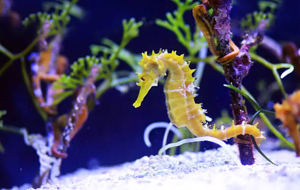 What do you dream about Seahorse?