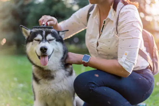 What do you dream about Shedding?