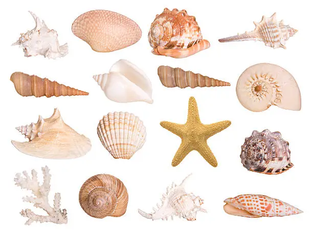 What do you dream about Shells?