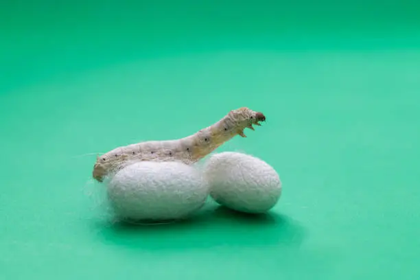 What do you dream about Silkworm?