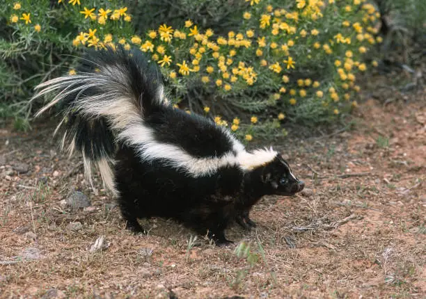 What do you dream about Skunk?