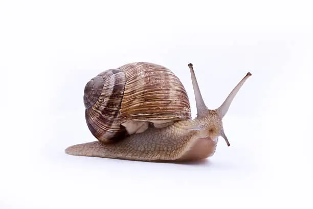 What do you dream about Snail?