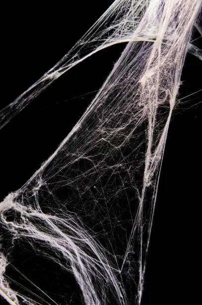 What do you dream about Spiderweb?